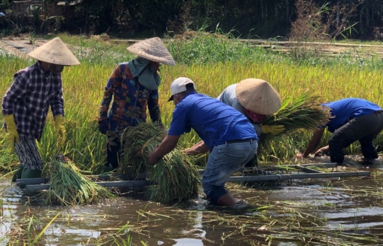 Phổ Khánh: giúp dân thu hoạch lúa bị ngập nước do ảnh hưởng bão số 5 gây ra